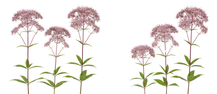 Joe Pye Weed botanical stems with pink flower clusters, Eutrochium purpureum wildflower plants, blooming garden perennials for landscape design isolated PNG with Transparent Background
