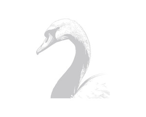Fototapeta premium Black and white flying swallow bird in mid-air with wings spread against plain background