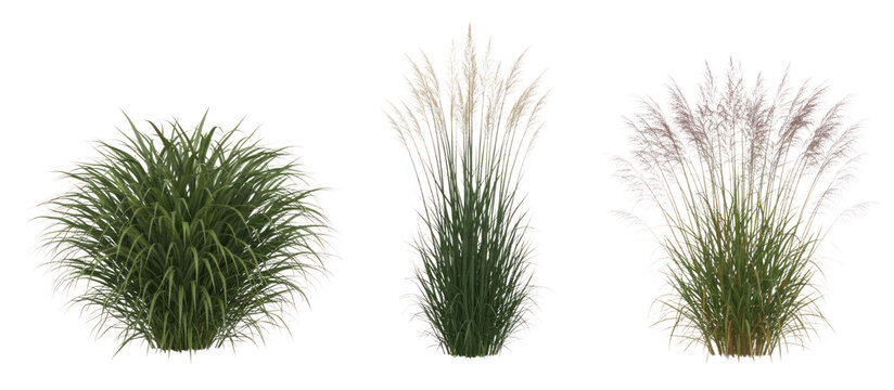 Ornamental grass collection, set of 3 decorative garden plants, green pampas and miscanthus shrubs for landscape design and architectural visualization isolated PNG with Transparent Background
