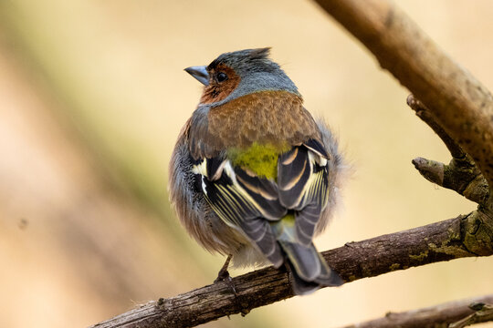 Chaffinch Is Sitting On Branch