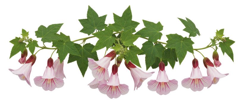 Blooming pink trumpet vine with green ivy leaves, horizontal floral border of climbing flowers, botanical garden creeper for wedding invitations isolated PNG with Transparent Background