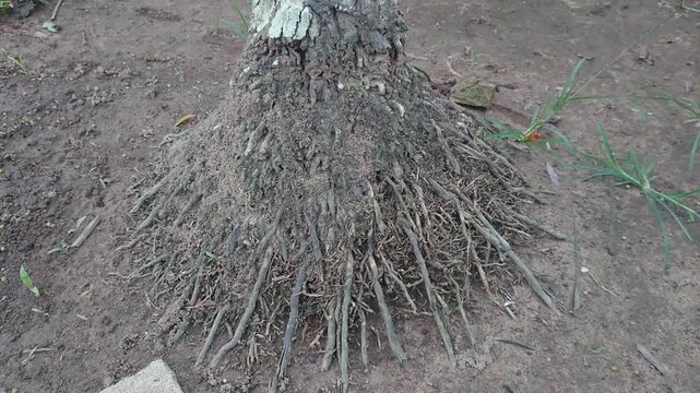 Close-up of Tropical Palm Tree Adventitious Roots on Ground
