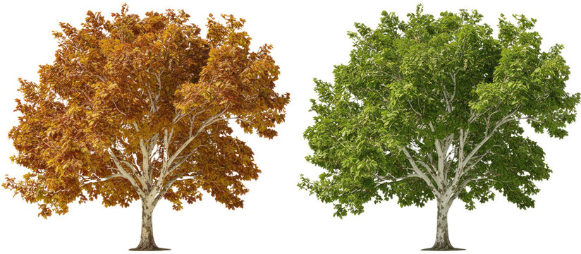 Deciduous birch trees in autumn and summer seasons, set of 2 realistic trees with orange and green foliage, seasonal landscape vegetation isolated PNG with Transparent Background