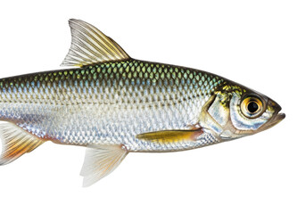 Fototapeta premium Freshwater fish isolated on transparent background