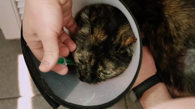 Close-up cat while owner gives a pink drug by insert syringe into back corner of mouth and slowly dispense the medication. Pet in Elizabethan collar on neck. Animal treatment. High quality 4k footage.