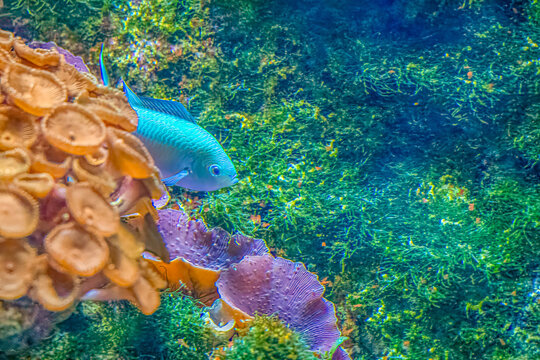 Blue chromis fish swimming in vibrant coral reef with orange cup corals and copy space