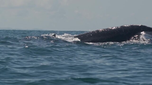 Humpback Whale Tail Fluke Diving in Uvita, Costa Rica &ndash; Pristine Ocean Wildlife Cinematic Scene UHD