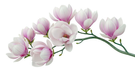Obraz premium Group of pink magnolia flowers and buds on a branch isolated on transparent background, elegant spring blooms, delicate petals, botanical beauty.