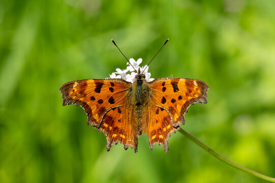 Nymphalidae / Yırtık Pırtık / Comma Butterfly / Polygonia c-album