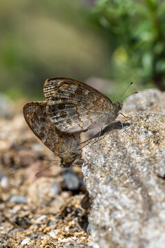 Satyridae / K&uuml;&ccedil;&uuml;k Esmerboncuk / Wall / Lasiommata megera