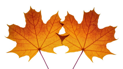 Fototapeta premium Golden Autumn Maple Leaves with Purple Stems Close-Up