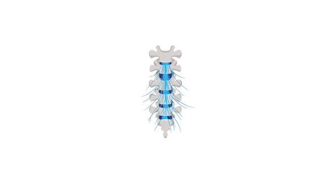 A detailed medical illustration of a human spine section with blue highlighted intervertebral discs and nerve endings on a plain white background.