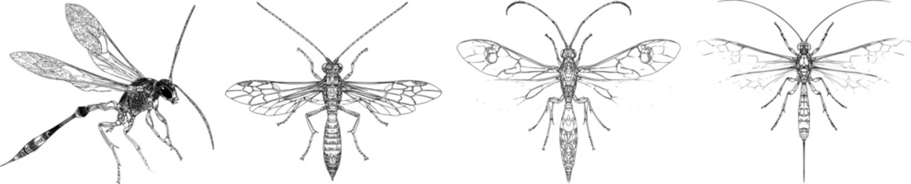 A meticulously detailed ichneumon wasp with a long, sharp black outline and a solid white background showcases intricate monochrome symmetry in a clear, flat 2D graphic style