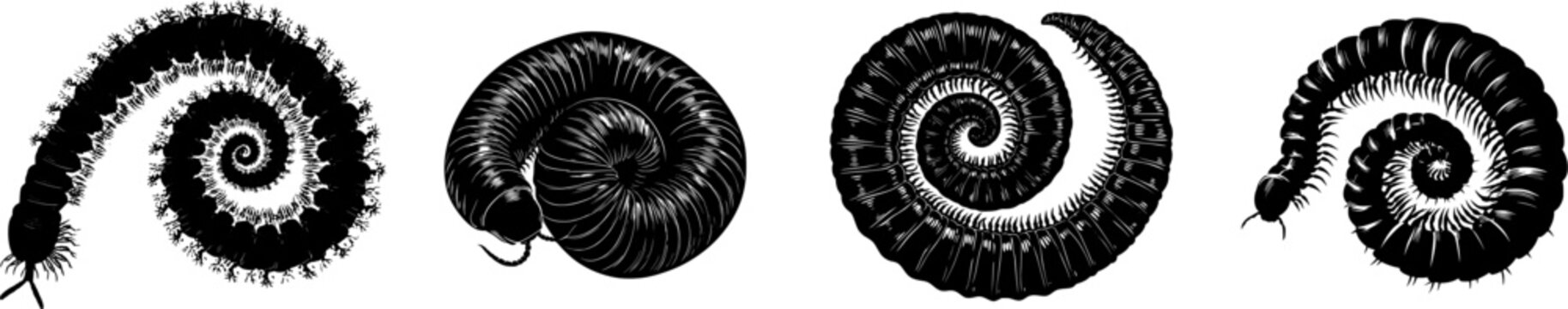 A striking millipede illustration in a minimalist, high-contrast vector style, featuring a detailed spiral pattern against a stark white background