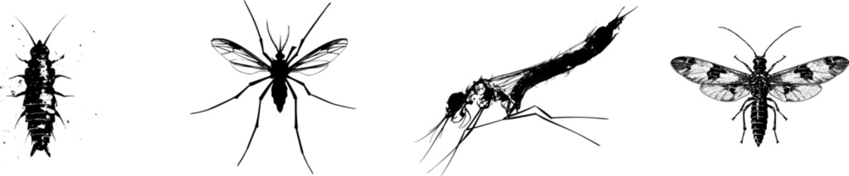 A detailed mosquito pupa tumbler form, stark black silhouette isolated on pure white background with crisp high contrast edges, minimalist stencil design perfect for auto tracing