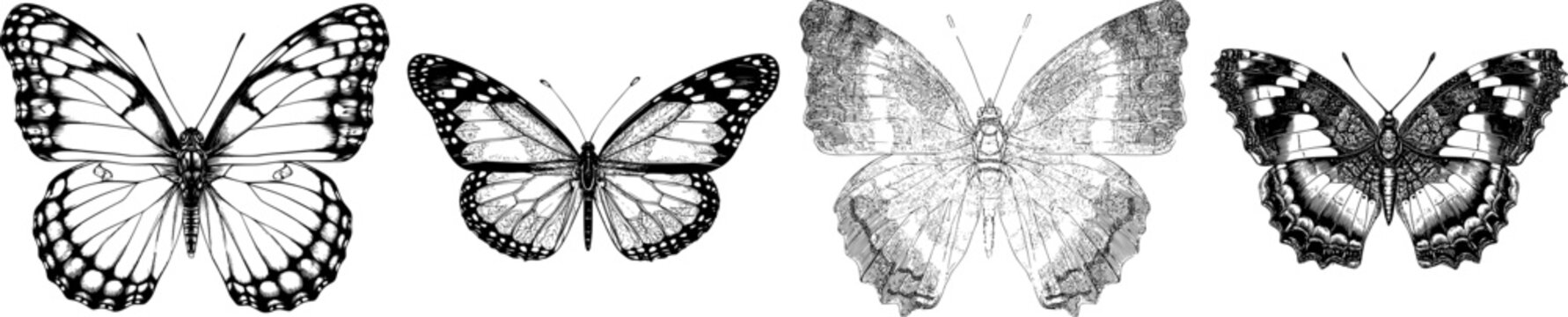 A detailed sergeant butterfly with striped wings in a monochrome coloring book style features sharp black ink outlines against a solid white background, showcasing clear boundaries and symmetrical
