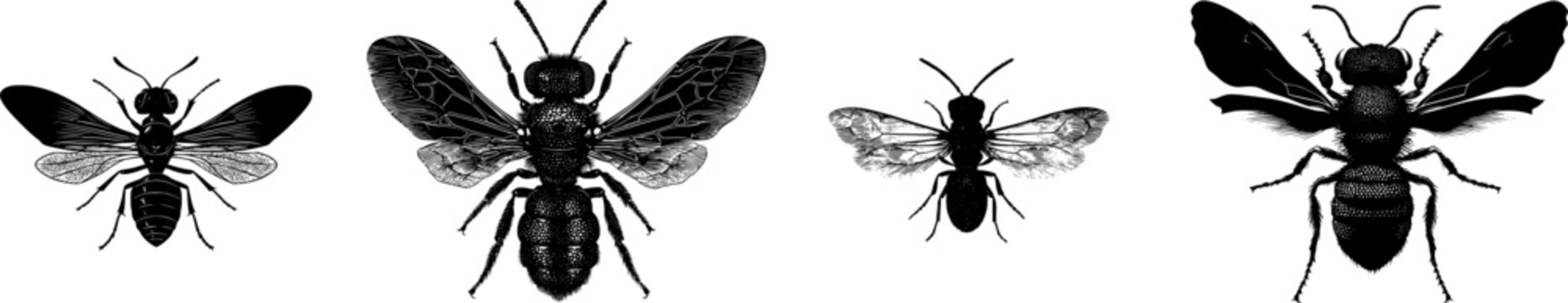 A detailed velvet ant wingless wasp illustration in a flat vector style features a stark black silhouette with crisp high contrast edges against a pure white background