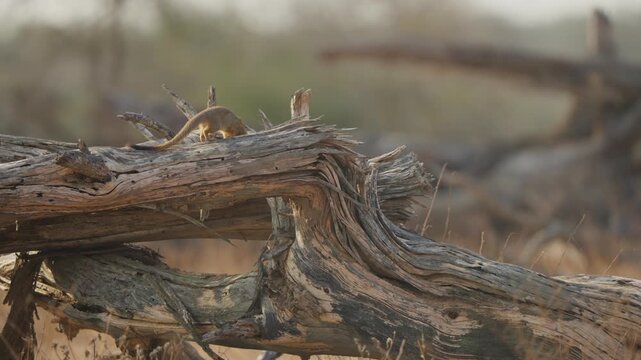 Slender mongoose forages on a fallen dead tree trunk, sniffing and searching for insects in Kruger National Park savanna. Slow motion wildlife behavior with warm natural light.