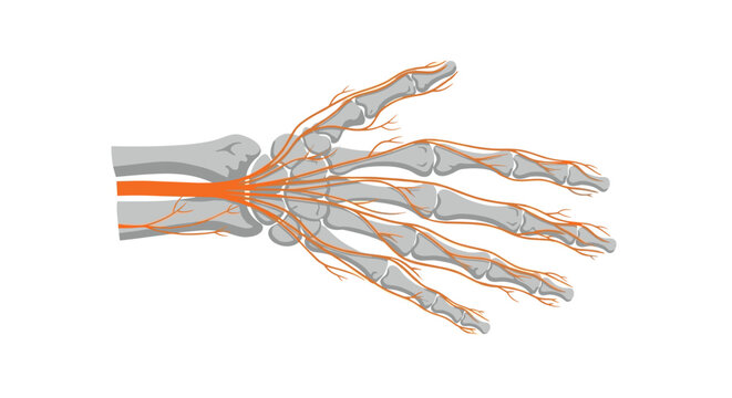 An anatomical illustration of a human hand reveals the intricate nervous system with nerves highlighted in bright orange against a clean white background.