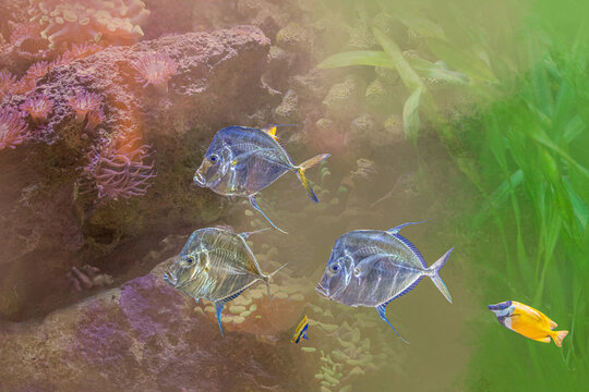 Front view of a Lookdown fish Selene vomer swimming in deep blue water