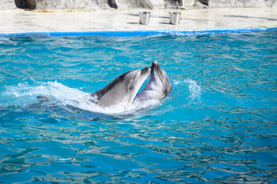 Two playful dolphin interacting "kissing" in pool during dolphin show at dolphinarium. Concept of communication, animal friendship, intelligence, entertaining marine show for tourists in dolphinarium