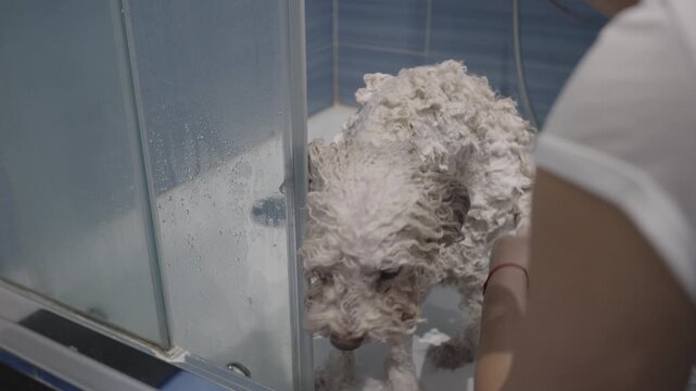 Home groomer washing a white poodle puppy