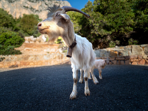 White goat with bell and kid on road in Baunei