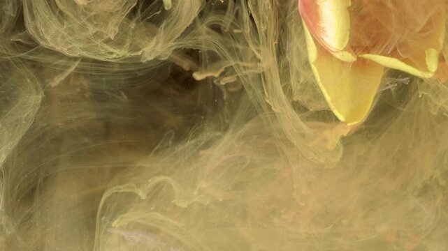 Creamy tulip drifting through pale ink, muted tones swirl around drooping petals, intimate macro perspective, slow underwater motion, tranquil