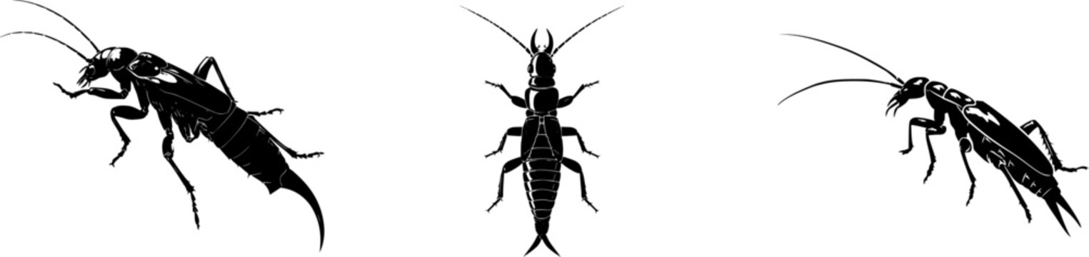 A detailed black-and-white illustration of an earwig with prominent sharp curved rear pincers, isolated on a pure white background, showcasing crisp high contrast edges and minimalist stencil design