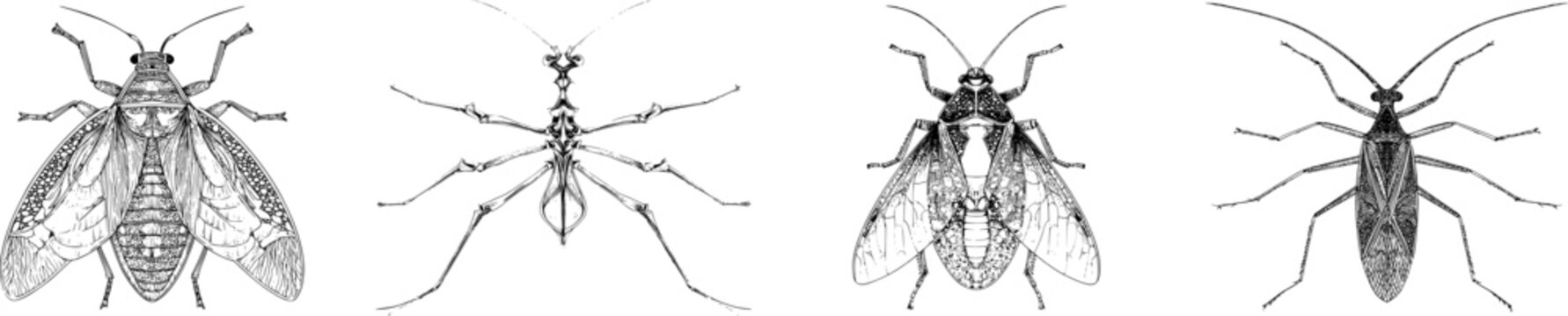 A detailed illustration of an elegant backswimmer aquatic bug features sharp black ink outlines against a solid white background, showcasing intricate monochrome coloring in a flat 2D graphic style