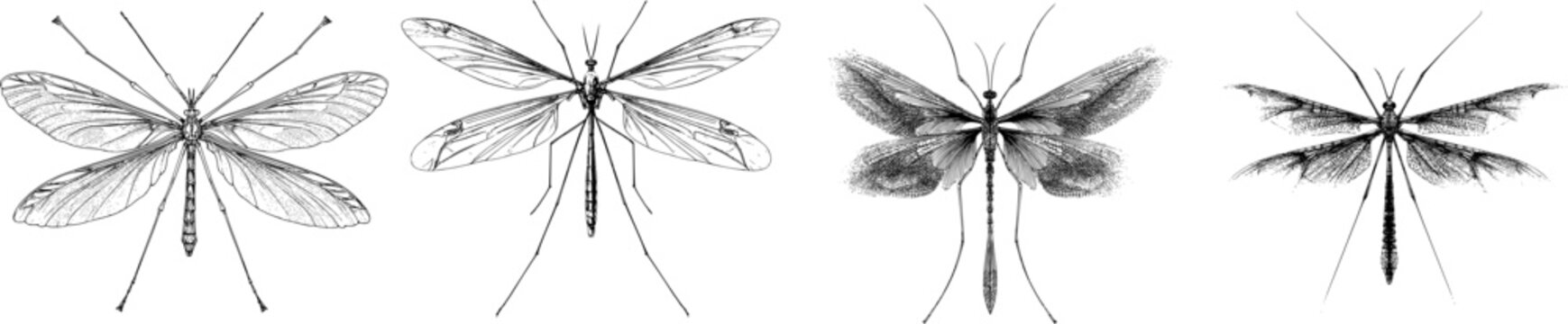 An elegant crane fly with thin legs, sharp black ink outline, solid white background, monochrome coloring book style, clear boundaries, flat 2D graphic, highly detailed symmetrical line art