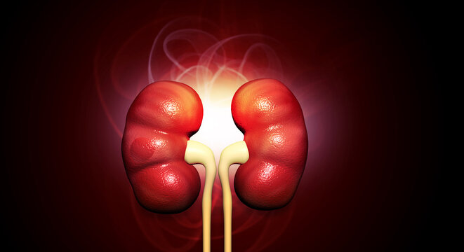 Detailed 3D medical illustration of human kidneys and renal structures on a dark scientific background.