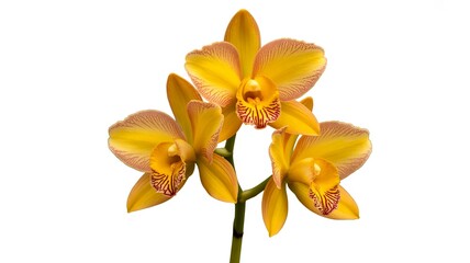 Obraz premium Vibrant yellow orchid flowers on stem, tropical cattleya orchid blossoms isolated on white, elegant floral arrangement for spa and wellness