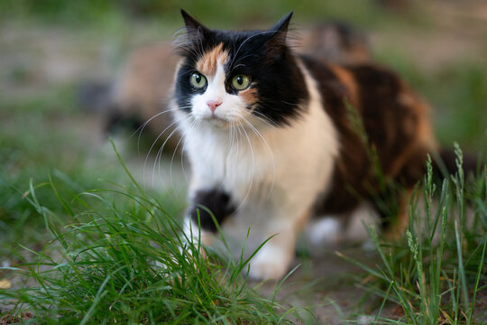 Fluffy calico cat lying on the ground outdoors in summer