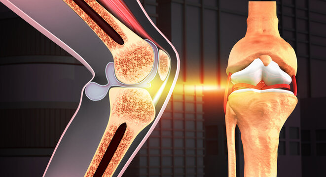 Detailed 3D medical illustration showing the human knee joint, ligaments, tendons, and bones for anatomical study.