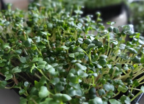Fresh microgreens growing in tray, healthy food and urban farming concept
