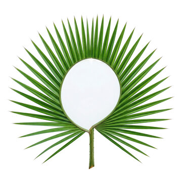 A green palm leaf with long thin spines Transparent background