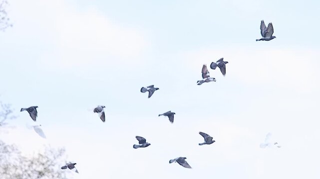 Group of Pigeons Circling in the Sky Near Large Tree