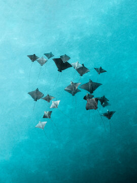 Aerial view of a squadron of rays gliding through the turquoise waters, their shadows dancing on the sandy floor, Ouvea, Loyalty Islands Province, New Caledonia.