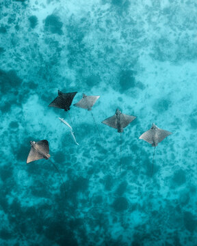 Aerial view of stingrays gliding through the turquoise waters near the sandy seabed, Ouvea, Loyalty Islands Province, New Caledonia.