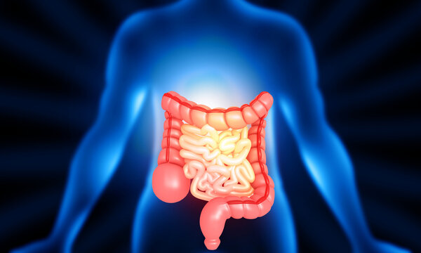 Detailed 3D anatomical illustration of the human digestive tract, including the stomach, intestines, and liver.