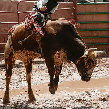 Rodeo rider on a bucking bull in a muddy arena