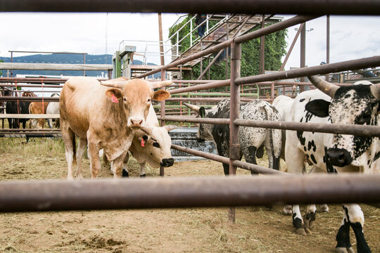 Cattle standing in a livestock pen