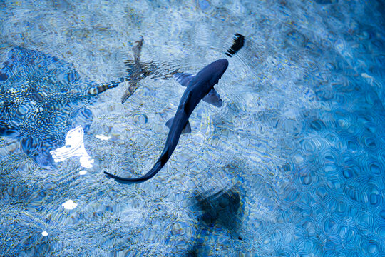 View of a shark and ray gliding through the crystal waters, their shadows dancing on the patterned floor below, an aquatic ballet unfolds, Pula, Istria County, Croatia.