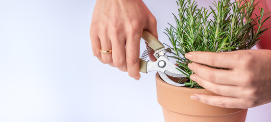 Rosemary in terracotta pot with hands cutting branch using scissors on white background, fresh herbs gardening and cooking concept with copy space © Silga
