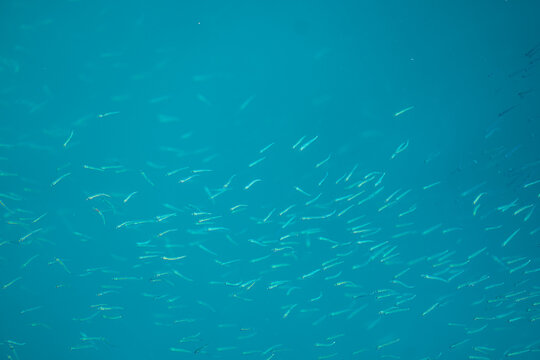 View of shimmering silver fish darting through the cerulean depths, creating a mesmerizing ballet of life beneath the waves, Pula, Istria County, Croatia.