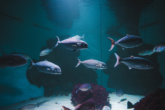 View of silvery fish gliding serenely through the deep blue waters of a large aquarium, a tranquil underwater scene, Pula, Istria County, Croatia.