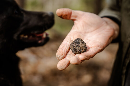 View of an earthy truffle, held in a weathered hand, presented to a curious black dog amidst the rustic charm of Istria, Pula, Istria County, Croatia.
