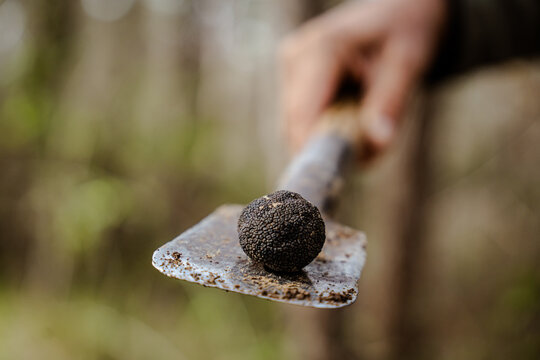 View of a freshly unearthed black truffle resting on a spade, held by a hand amidst the earthy tones of the Istrian landscape, Pula, Istria County, Croatia.