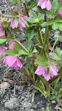 Pink hellebore flowers bloom in the garden; the beautiful &ldquo;Lenten rose&rdquo; or Oriental hellebore blooms in the spring